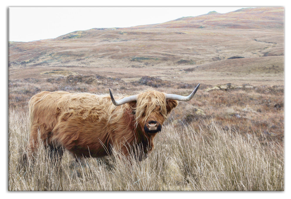 Highland Cow Landscape 18 x 12 Canvas Wall Art