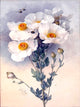 Tile Mural Still Life Of White Flowers By Paul De Longpre, 6"x8", Matte