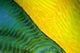 Our Original Collection Green and Yellow Abstract Wall Decal