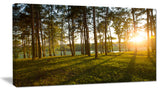 Bright Sunlight in Dense Forest, Large Landscape Canvas Art, 32"x16"