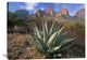 "Chisos Agave And The Chisos Mountains, Big Bend National Park, Texas" Artwork