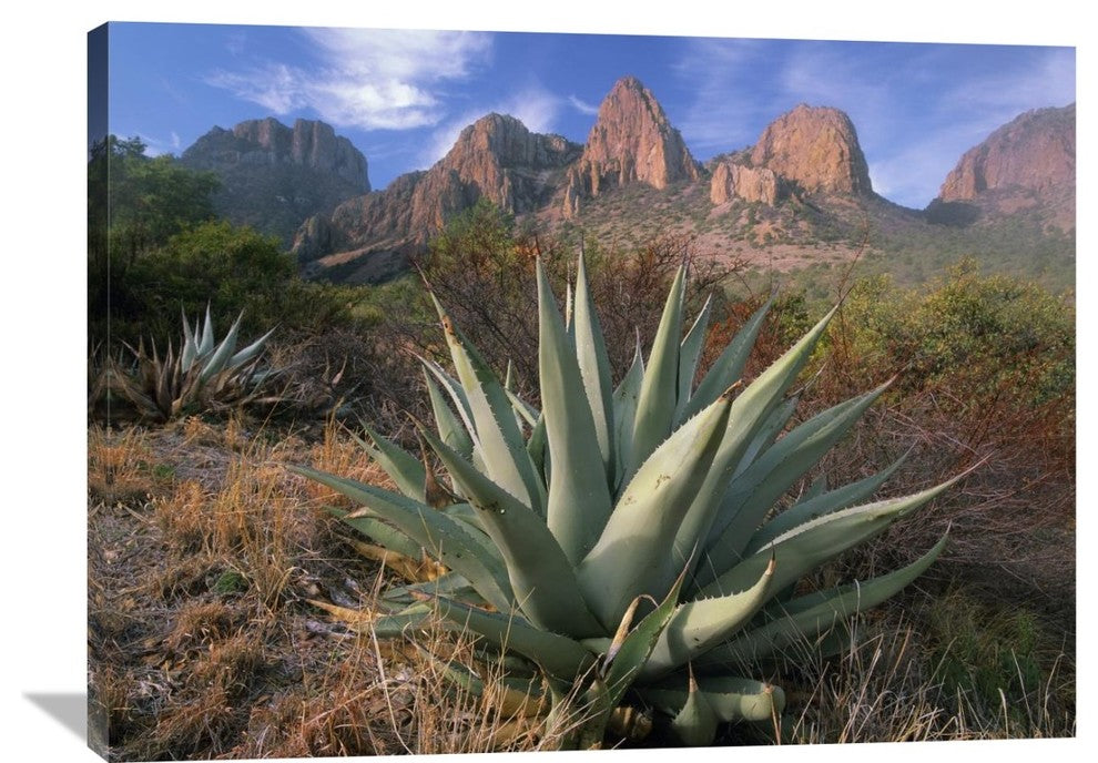 "Chisos Agave And The Chisos Mountains, Big Bend National Park, Texas" Artwork