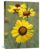 "Blanketflower Close Up Showing Dense Pistils In Center, North America" Artwork