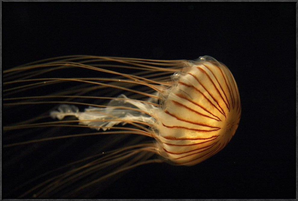 Northern Sea Nettle Jellyfish Northern Pacific Ocean, 36"x24"