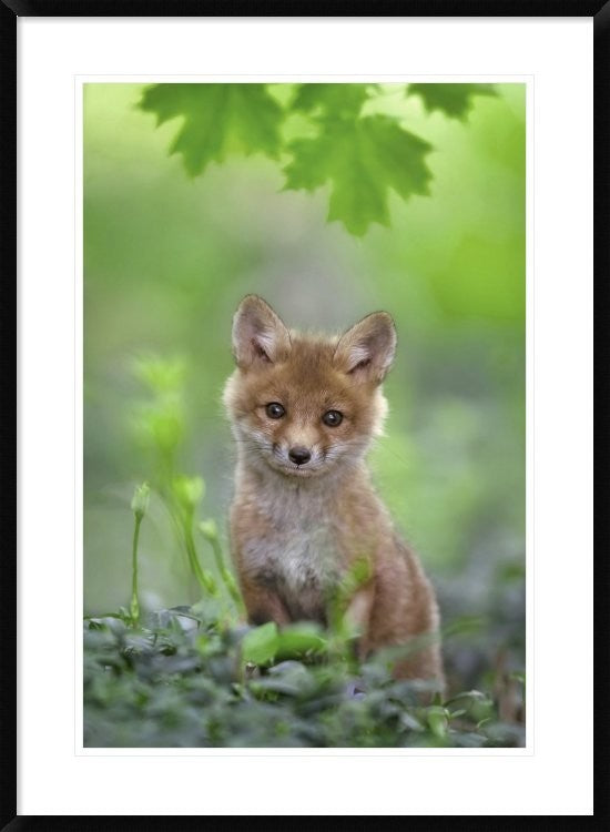 "Red Fox Pup" Framed Digital Print by Nick Kalathas, 28"x38"
