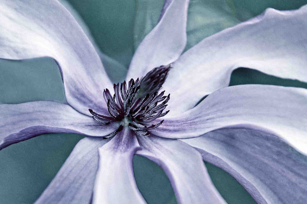"Petal Pleasure 2" Painting Print on Canvas by Robertson