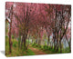 "Sakura Pink Flowers in Thailand" Landscape Art Print Canvas, 40"x30"
