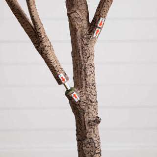 Close-up trunk with white background; cropped view.