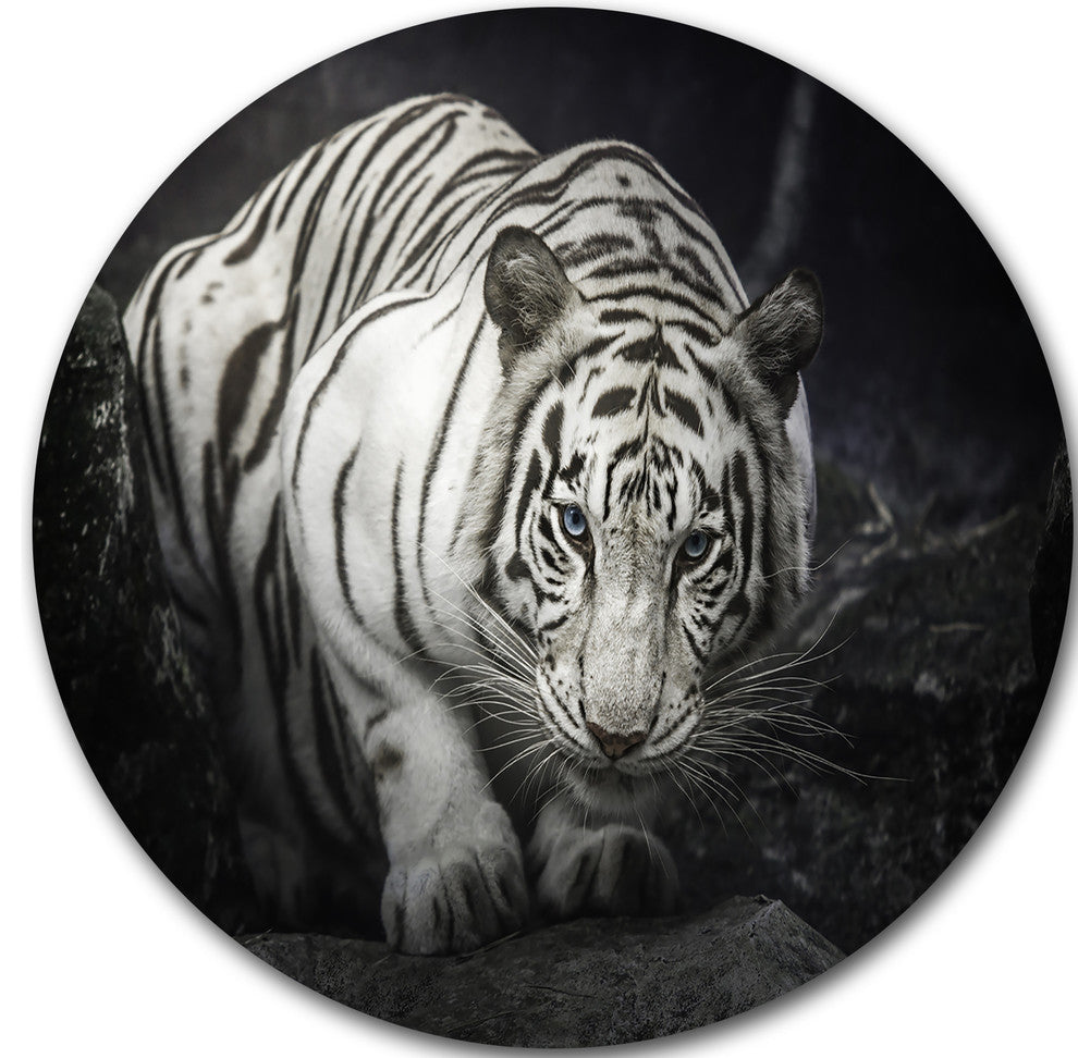 White Tiger, Animal Photography Disc Metal Artwork, 11"