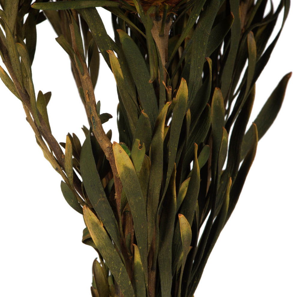 Vickerman 8"-20" Plumosum Bundle, Female, Preserved
