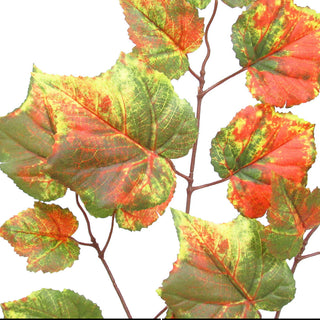 Close-up crop of leaves on white background highlighting detail.
