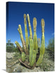 "Old Man Cactus In Sonoran Desert Landscape, Baja California, Mexico" Artwork