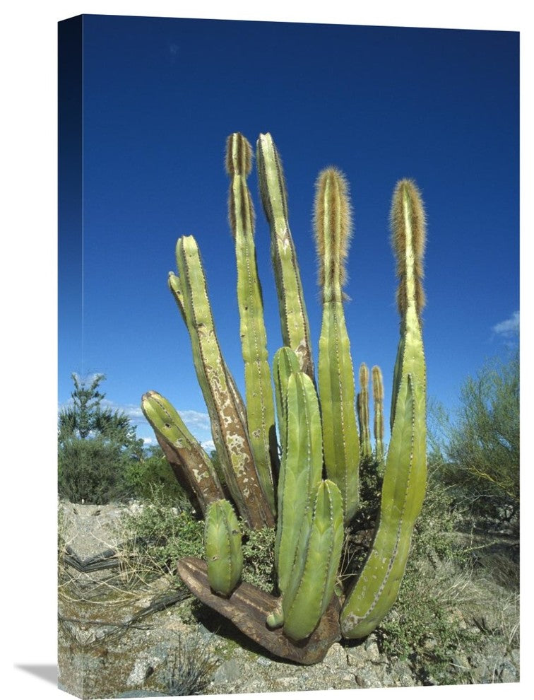 "Old Man Cactus In Sonoran Desert Landscape, Baja California, Mexico" Artwork