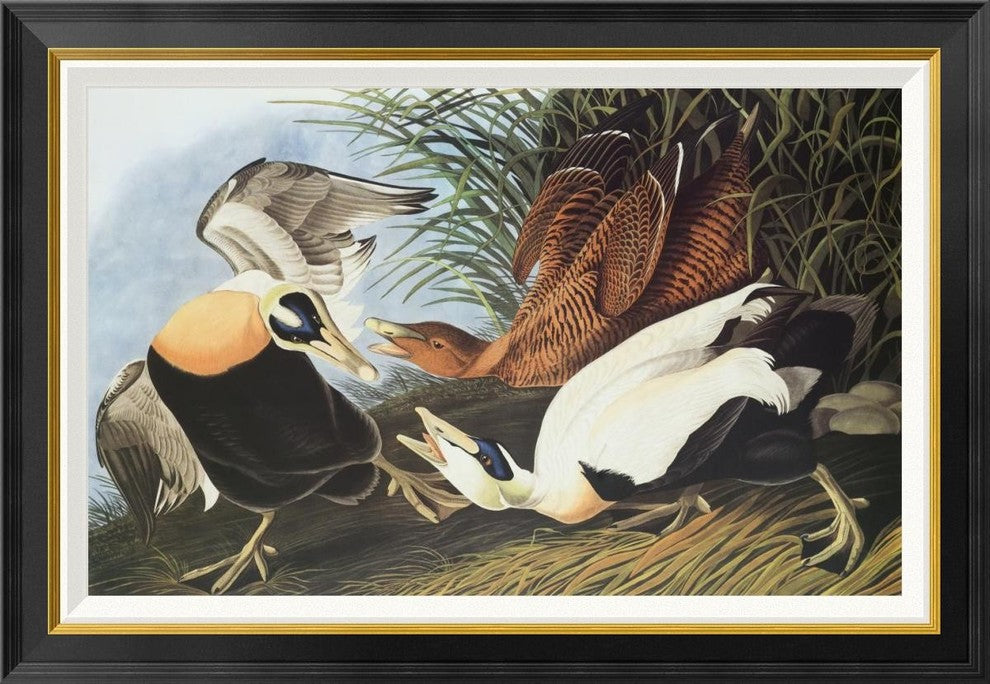 "Eider Duck" Framed Canvas Giclee by John James Audubon, 36x25"