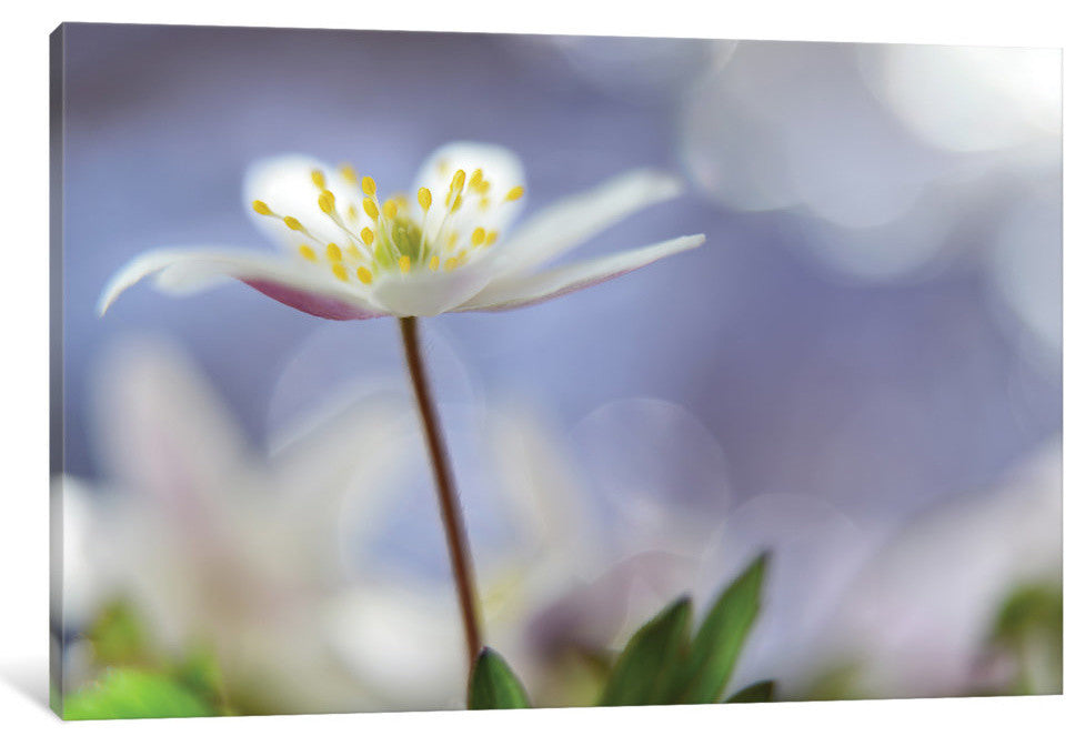 "Purple Spring" by Heidi Westum, 18x12x1.5