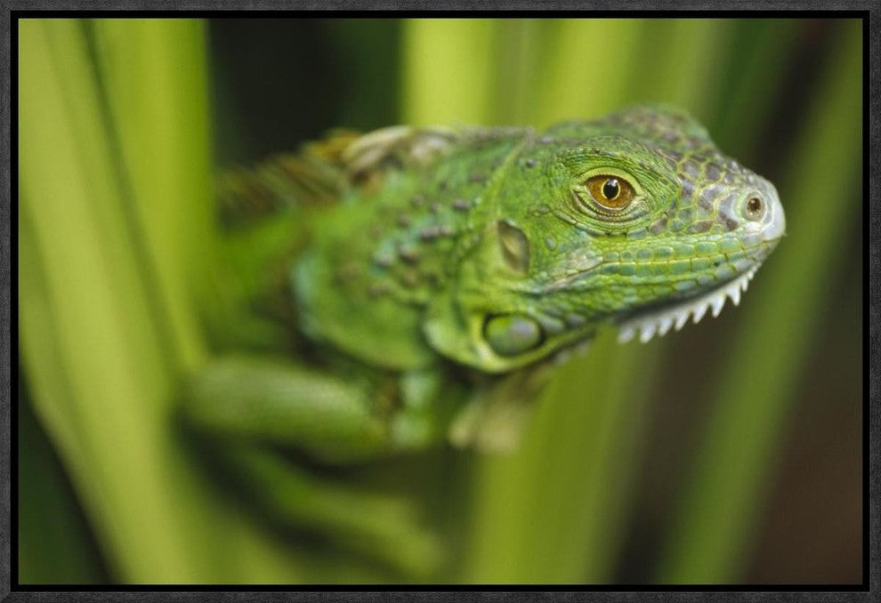 Green Iguana Amid Green Leaves, Roatan Island, Honduras, 18"x12"