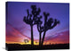 "Joshua Trees Near Quail Springs, Joshua Tree National Park, California" Artwork