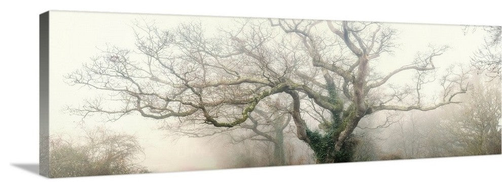 "panoramic octopus ghost oak" Wrapped Canvas Art Print, 48"x16"x1.5"