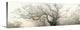 "panoramic octopus ghost oak" Wrapped Canvas Art Print, 48"x16"x1.5"