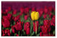 ''Yellow Tulip'' Canvas Art by Pierre Leclerc