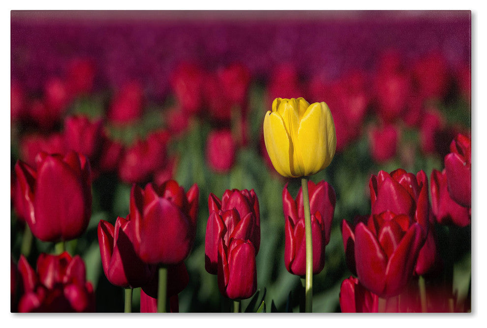 ''Yellow Tulip'' Canvas Art by Pierre Leclerc