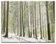 "Spring Beech Forest Scenery" Photo Metal Wall Art, 3 Panels, 36"x28"