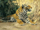 Africa Animal Tiger W. Spielende Tile Mural Wall Backsplash Art, 6"x8", Matte