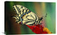 "Oldworld Swallowtail side view, Europe" Canvas Giclee by Jef Meul, 24"x16"