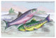 Common Trout and Northern Char - Gallery Wrapped Canvas Art 28" x 42"