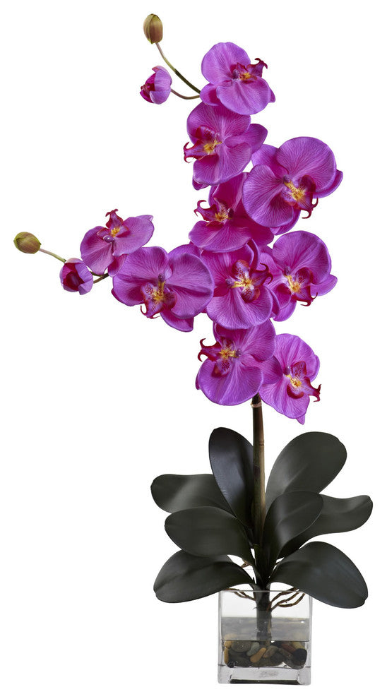 Double Giant Phalaenopsis With Vase, Orchid