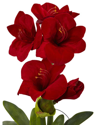 24" Amaryllis With Vase