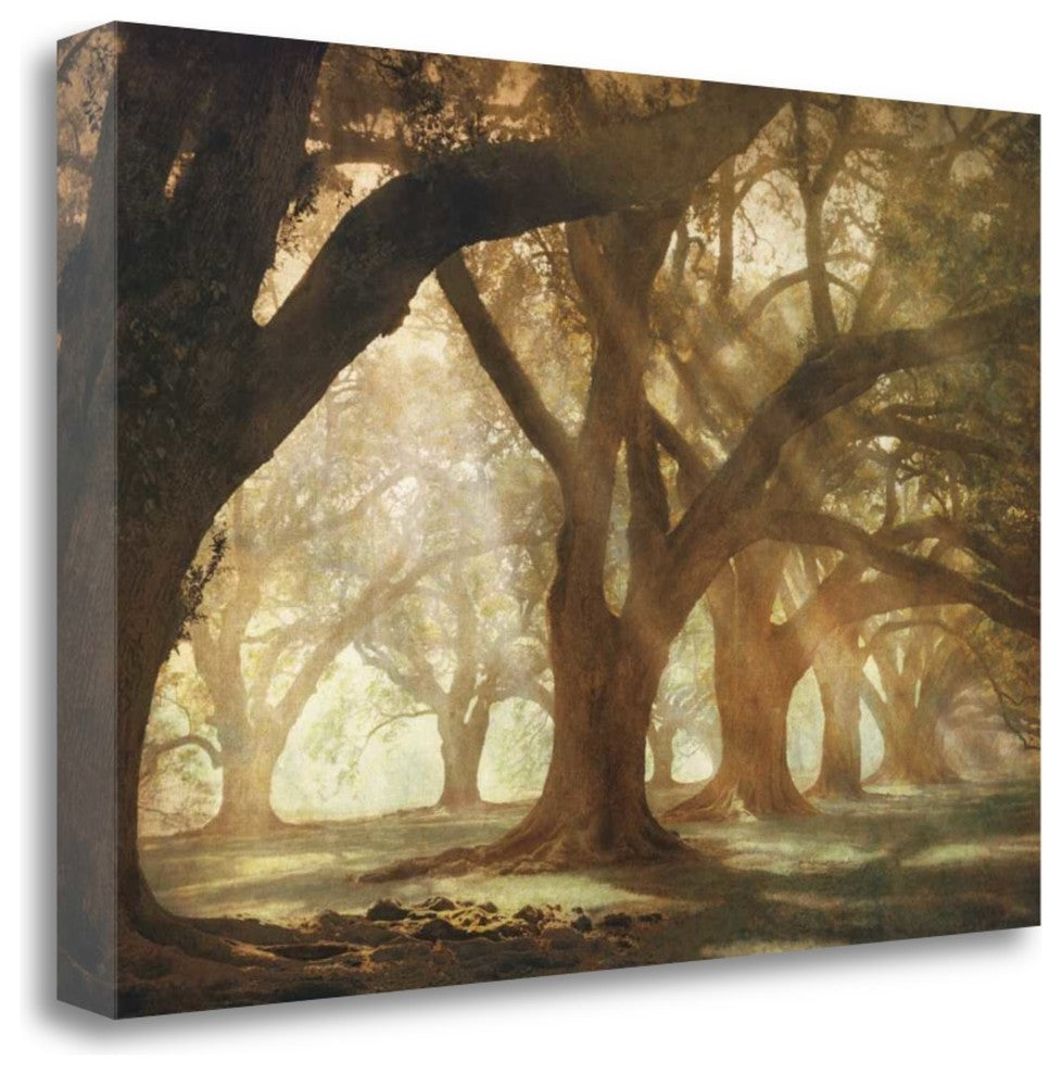"Oak Alley Morning Light" By William Guion, Giclee Print on Gallery Wrap Canvas