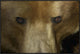 "Grizzly Bear portrait, native to North America"  by San Diego Zoo, 37x25"