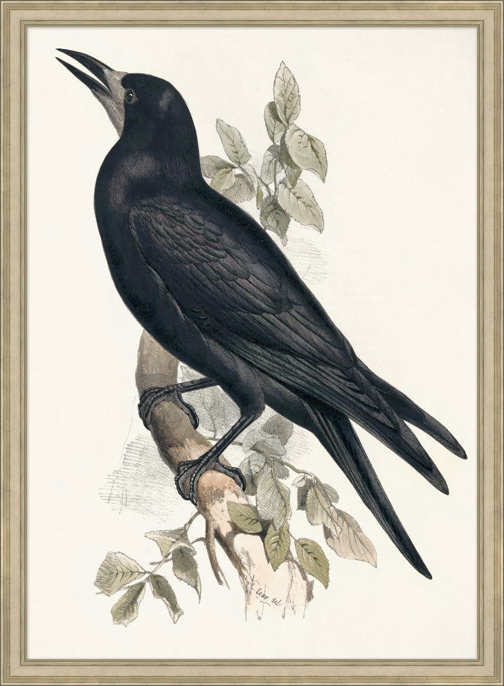 Grand Blackbird, Giclee Reproduction Artwork