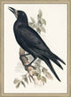 Grand Blackbird, Giclee Reproduction Artwork