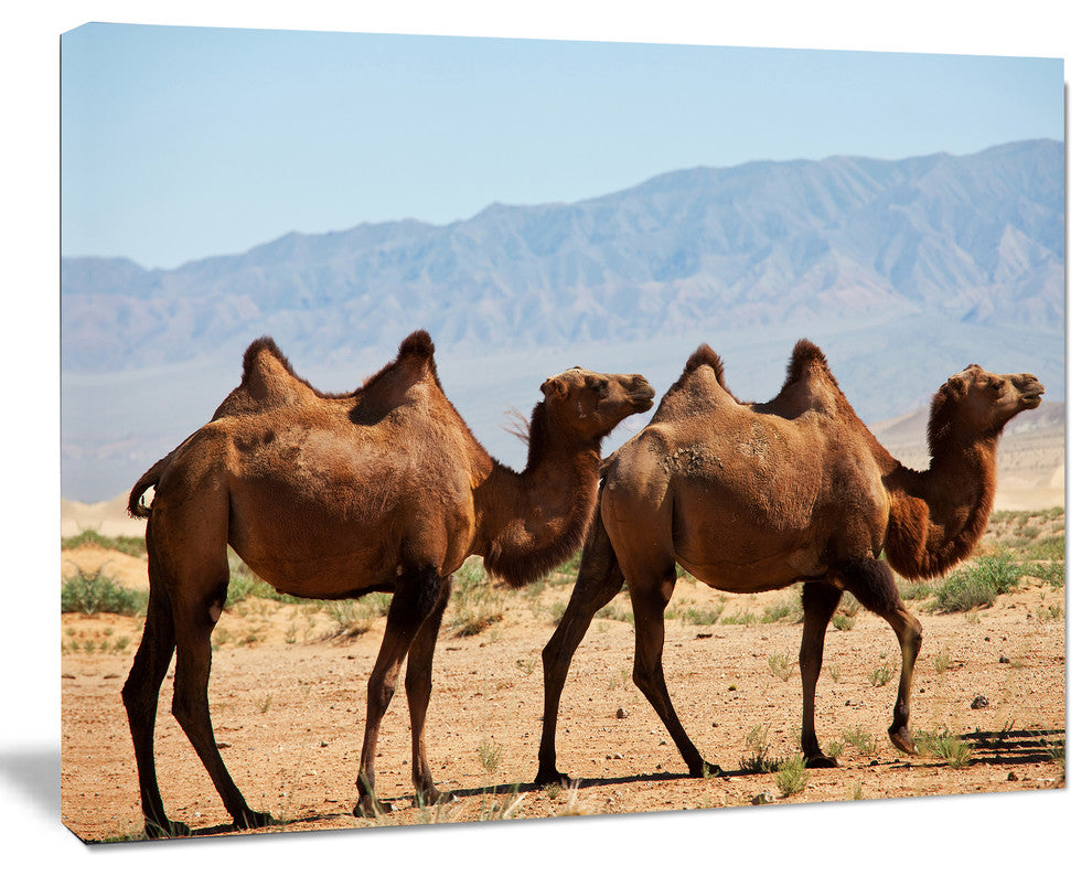 Huge Camels on Tomb Ruins, African Canvas Art Print, 40"x30"