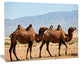 Huge Camels on Tomb Ruins, African Canvas Art Print, 40"x30"