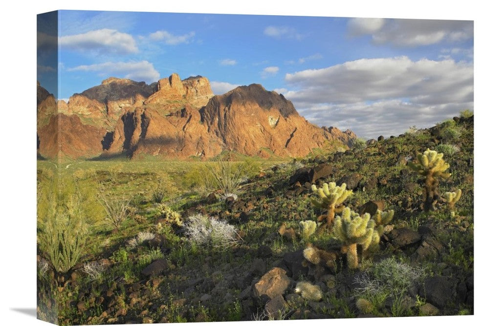 "Opuntia Cactus, Kofa National Wildlife Refuge, Arizona" Artwork