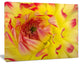 Smooth Yellow Red Petals Close Up, Floral Canvas Art Print, 40"x30"