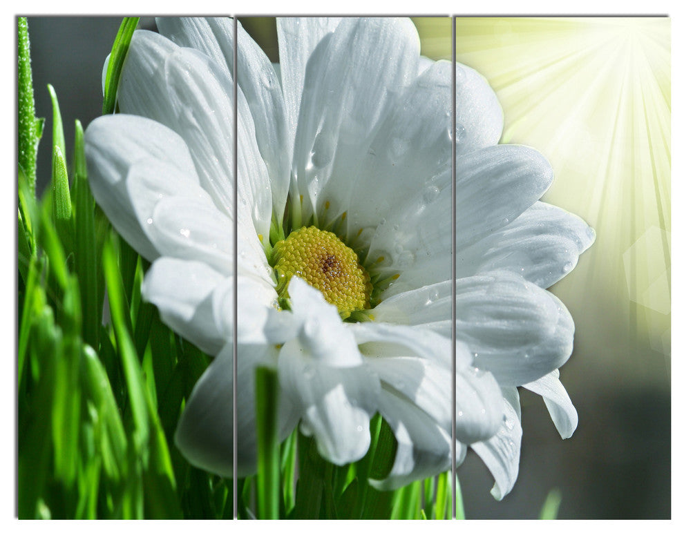 Single Beautiful Daisy Flower, Large Flower Triptych Canvas Art, 36x28, 3 Panels