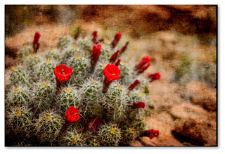 LightBoxJournal 'Desert Flower 3' Canvas Art, 12" x 19"