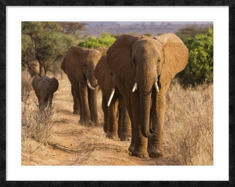 "Herd of African Elephants, Kenya" Framed Digital Print by Anonymous, 48x38"