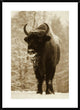 "European Bison or Wisent in snow, Europe"  by Rinie Van Meurs, 28x38"