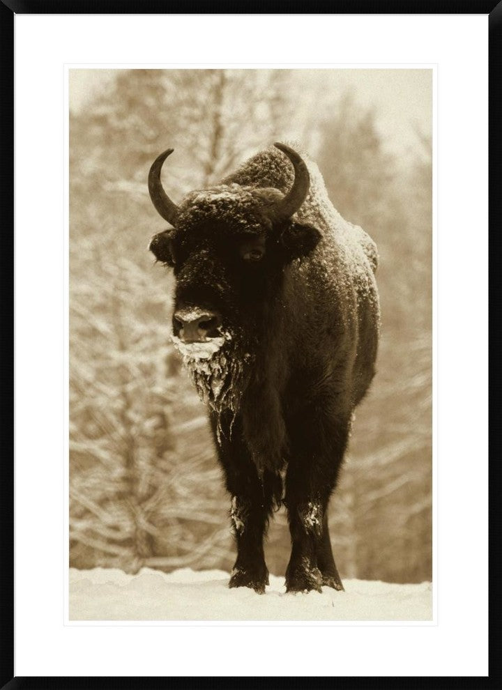 "European Bison or Wisent in snow, Europe"  by Rinie Van Meurs, 28x38"