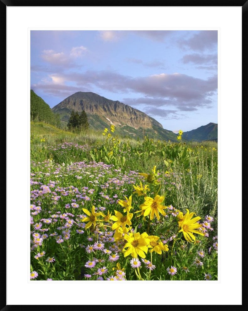 Orange Sneezeweed and Smooth Asters And Gothic Mountain, Colorado, 30"x38"
