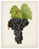 Vintage Fruit Grape Painting, 12"x18"