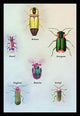 Beetles of America, Britain, Brazil, England and Europe #1