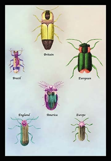 Beetles of America, Britain, Brazil, England and Europe #1