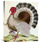 "Turkey" Artwork, 24" x 30"