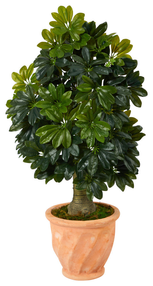 White-background front-facing product shot of the Schefflera in a terracotta pot.